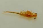 Fairy Shrimp