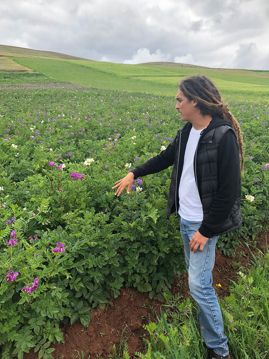 Next academic year Devin Berg, mechanical engineering program director, will use his sabbatical to look at the challenges that must be met for farming to adapt to climate change and look at smart farms. Potatoes are a major crop in Peru.