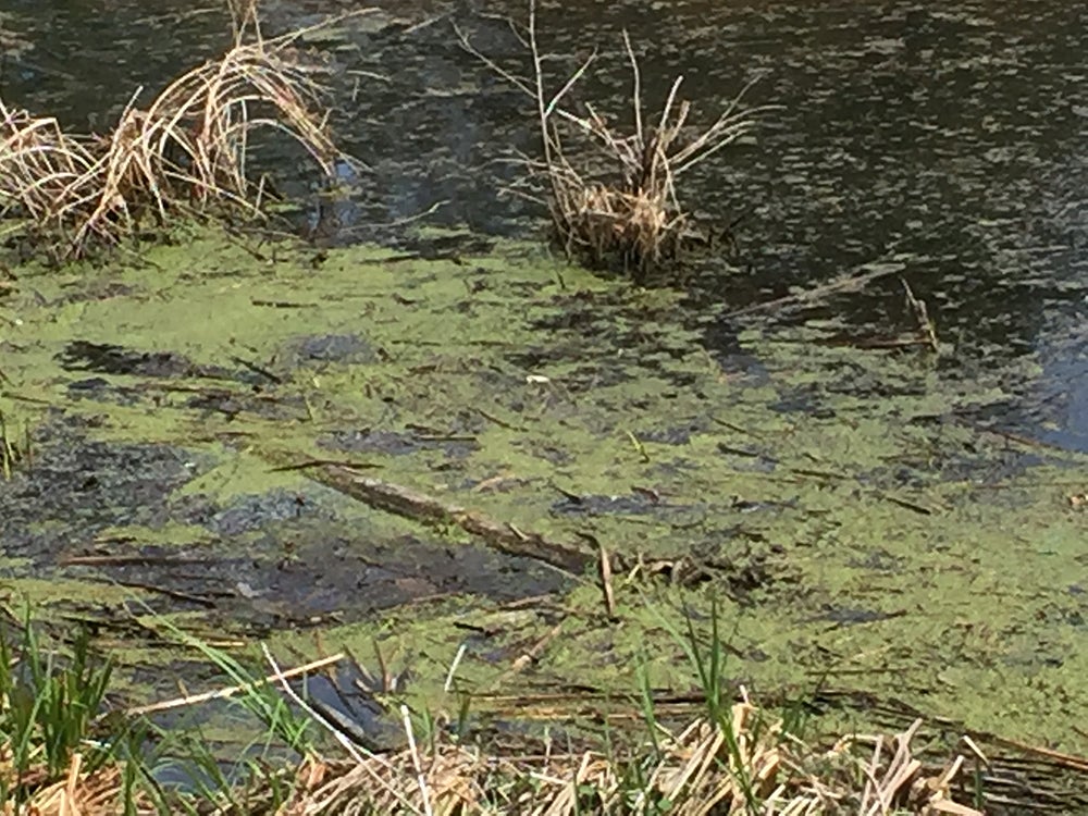 Algae in Wolske Bay on Lake Menomin.