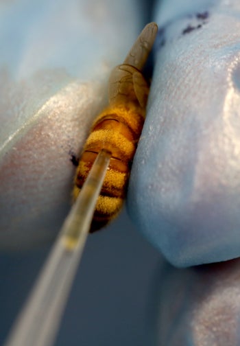 A student withdraws honey bee blood in a biotechnology lab at Jarvis Hall Science Wing.