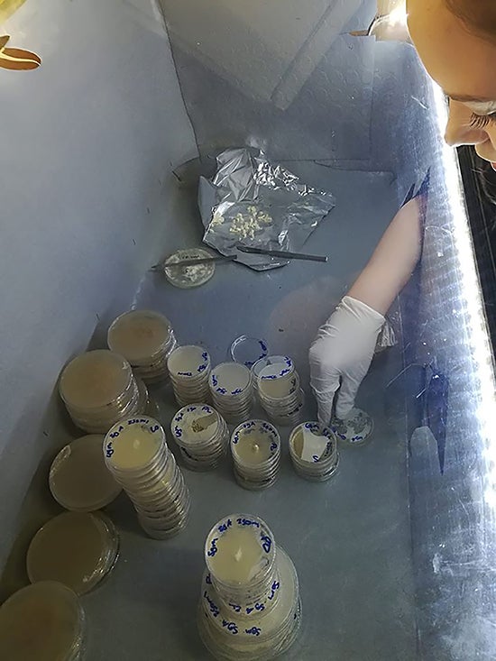 Samantha Bibbs, a food science major, conducts mycelium-growing experiments at Funghi Espresso in Florence, Italy.