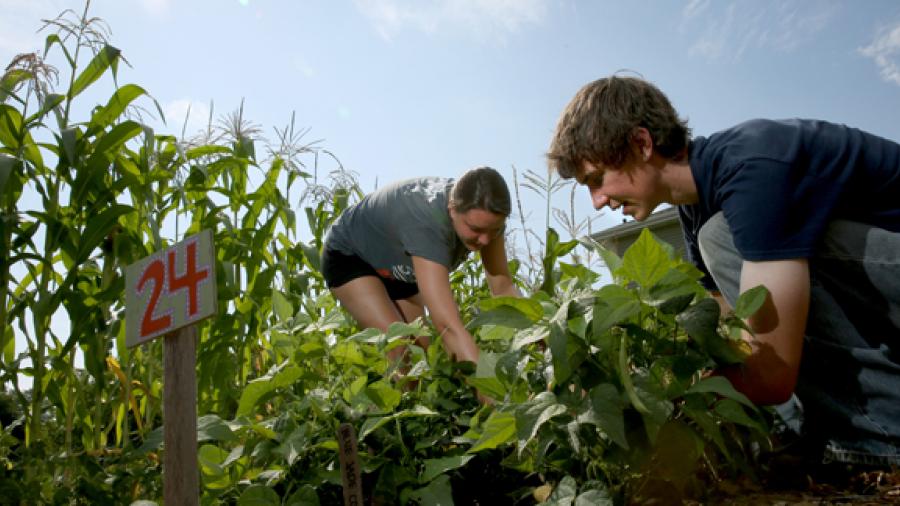 Students Katie Ankowicz and Connor Hobart work in the UW-Sprout Campus Garden.