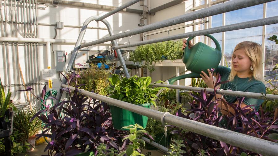 Lilia Theisen, UW-Stout Environmental Science student and Greenhouse Manager, waters plants in the Plant Biology Greenhouse inside the Jarvis Hall Science Wing on Tuesday, December 19, 2017.