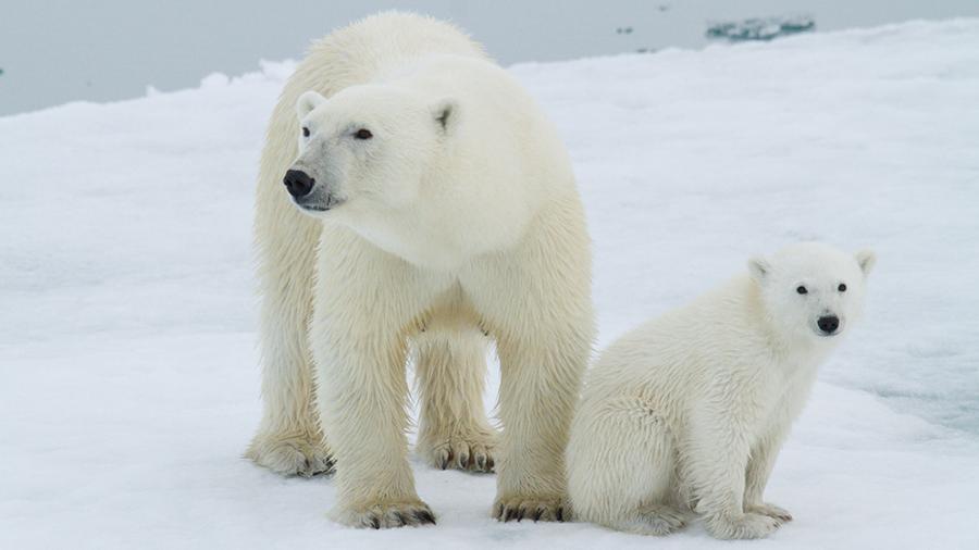 Polar Bears on ice photo