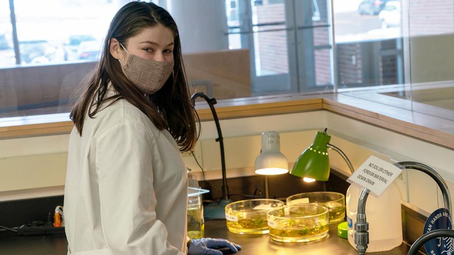 Sara Elmore studying algae in the campus Botany Lab.
