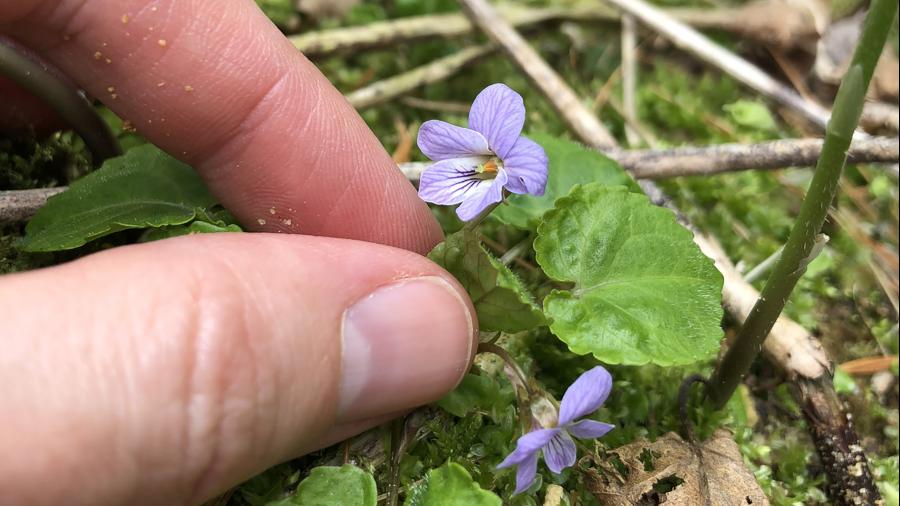 Viola selkirkii, or Selkirk’s violet, was one of more than 200 species of plants found at the site.