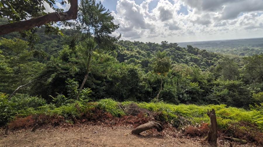 A view of the clearing overlooking the canopy at Red Bank Scarlet Macaw Reserve, by Paige Letter