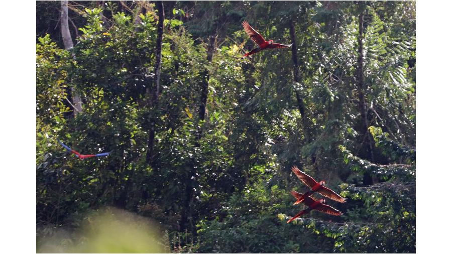 Scarlet Macaws in flight. Photo by Paige Letter