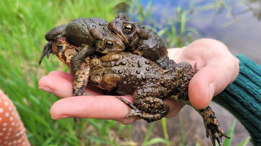 Science Exploration Day, amphibians and reptiles with Mark Mosey