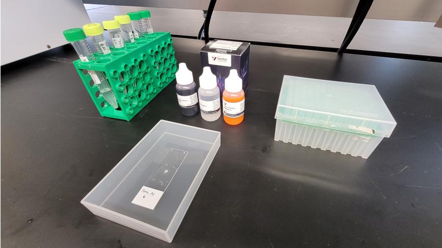 Histology Lab