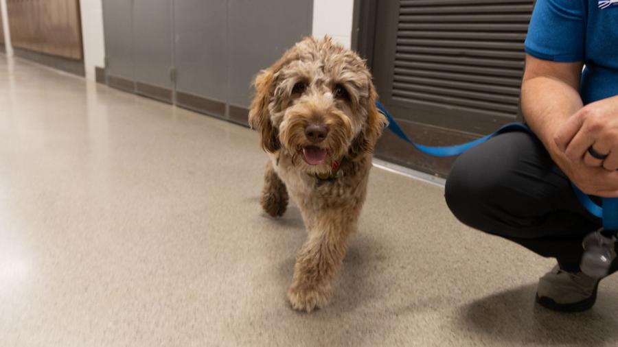 A therapy service dog walks toward the camera
