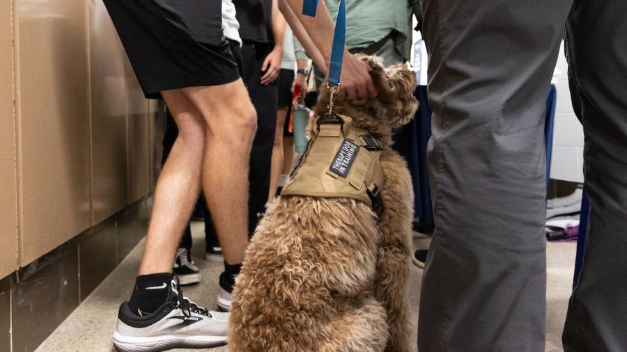 A therapy service dog is greeted by students