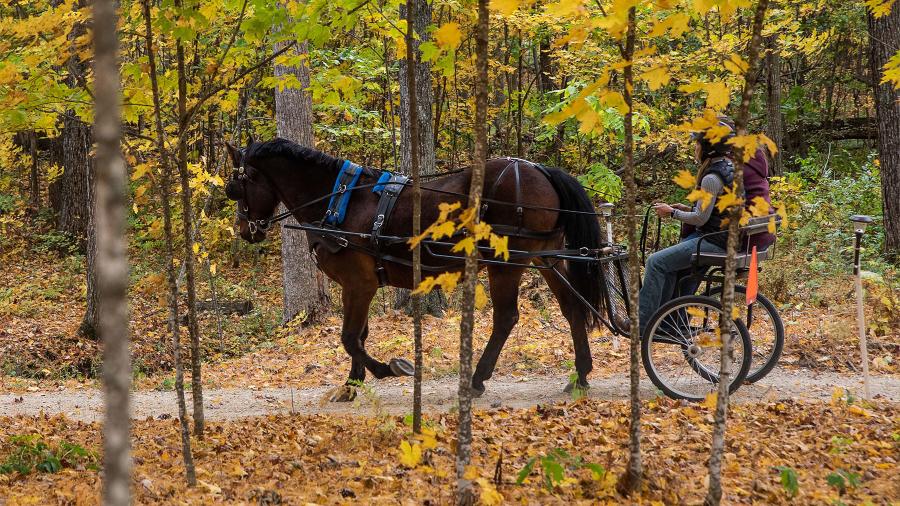 A horse pulls a small carriage with two people on a trail through the woods
