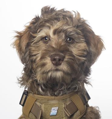 Officer Harvey Profile Photo