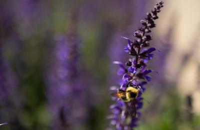 Pollinators return to campus as the flowers bloom.