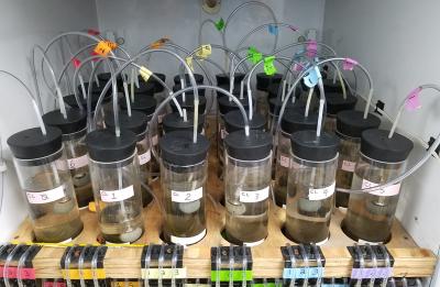 Sediment cores taken from area lakes undergo testing in a UW-Stout lab.