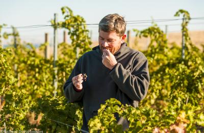 Person standing among rows of grapevines holding and tasting grapes, with vineyard rows and trellises in the background.