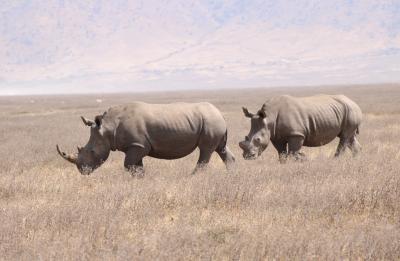 Rinos in Africa 