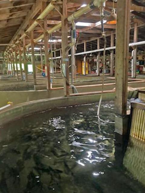 Trout tanks at Jeremiah's Bullfrog Fish Farm