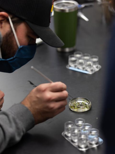 A student takes small pieces of duckweed and adds them to creek water samples to show which water has more nutrients.