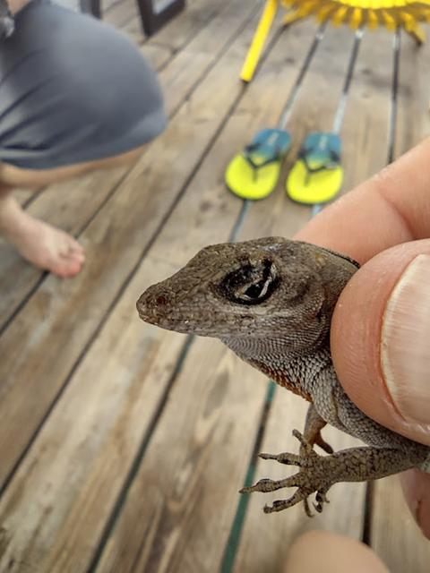 A brown anole on Isla Zafiro was among the diverse flora and fauna students experienced on the trip.