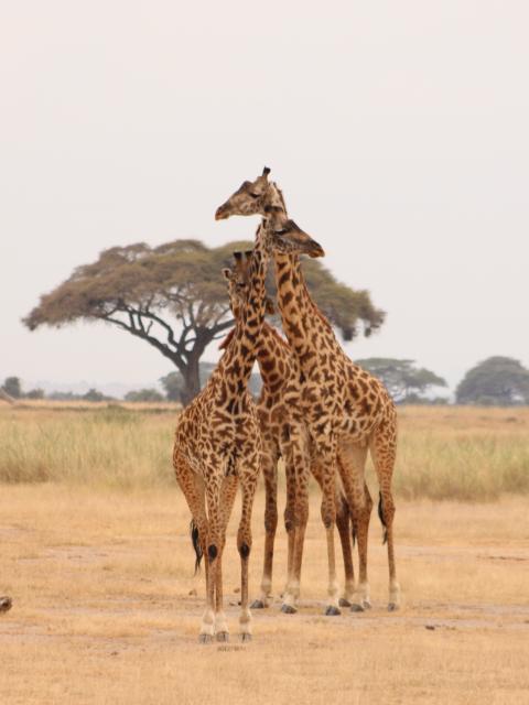 Giraffes in Africa 