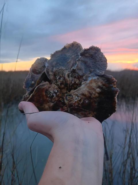Hand holding several oysters in front of a marsh landscape at sunset.